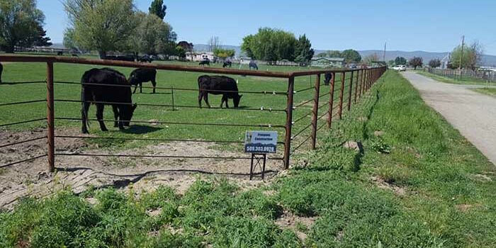 cattle behind fence